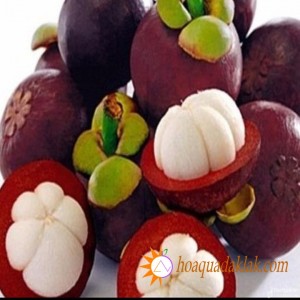 Công dụng của quả Măng Cụt đối với sức khỏe chúng ta Công dụng của quả Măng Cụt đối với sức khỏe chúng ta